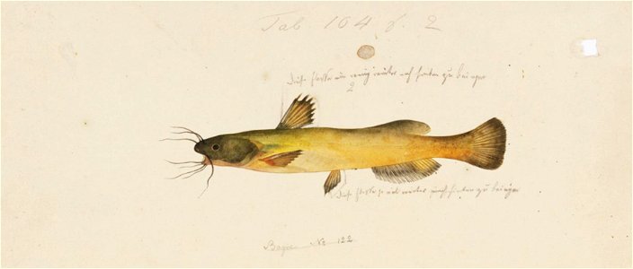 Naturalis Biodiversity Center - RMNH.ART.135 - Pseudobagrus aurantiacus (Temminck and Schlegel) - Kawahara Keiga - 1823 - 1829 - Siebold Collection - pencil drawing - water colour