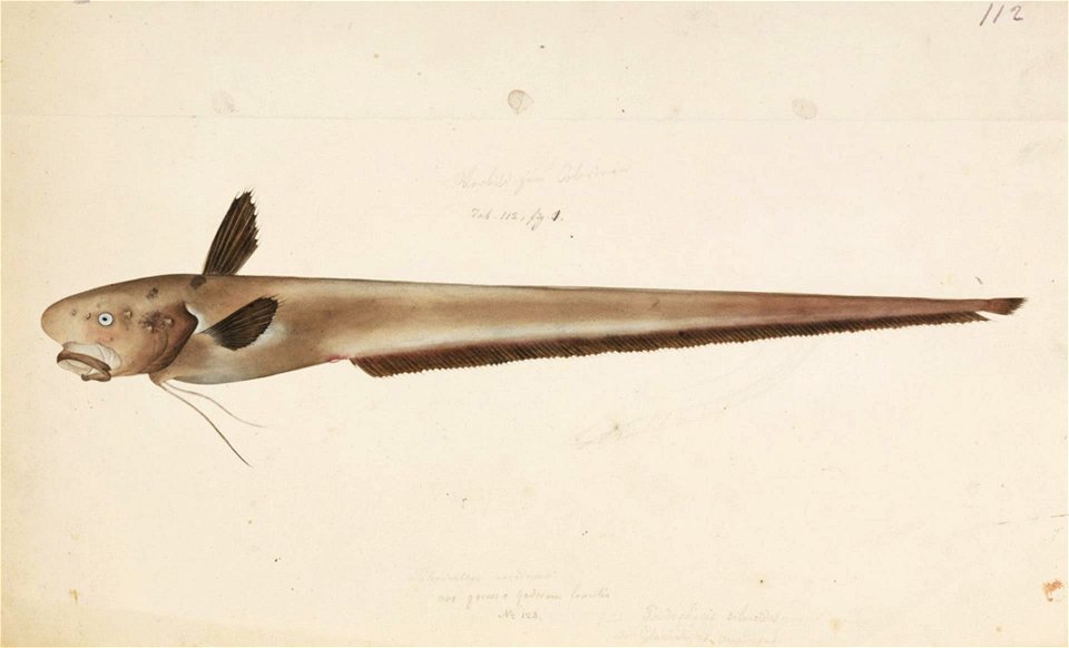 Naturalis Biodiversity Center - RMNH.ART.157 - Ateleopus japonicus Bleeker - Kawahara Keiga - 1823 - 1829 - Siebold Collection - pencil drawing - water colour