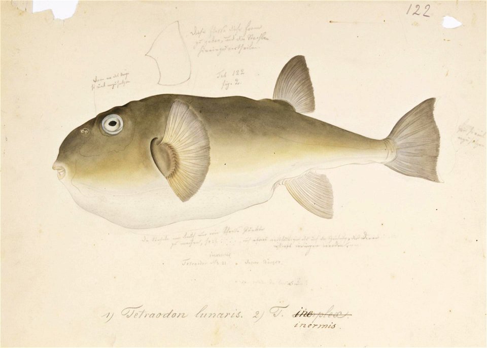 Naturalis Biodiversity Center - RMNH.ART.167 - Lagocephalus inermis (Temminck and Schlegel) - Kawahara Keiga - 1823 - 1829 - Siebold Collection - pencil drawing - water colour