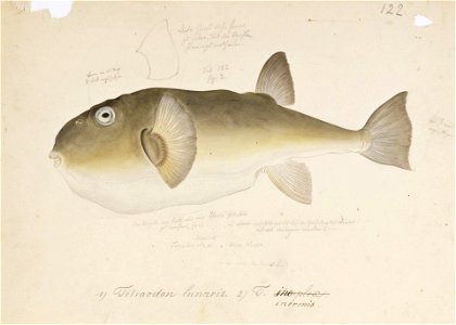 Naturalis Biodiversity Center - RMNH.ART.167 - Lagocephalus inermis (Temminck and Schlegel) - Kawahara Keiga - 1823 - 1829 - Siebold Collection - pencil drawing - water colour
