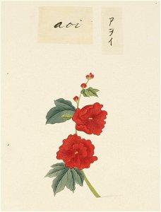 Naturalis Biodiversity Center - RMNH.ART.724 - Malvaceae - Kawahara Keiga - 1823 - 1829 - Siebold Collection - pencil drawing - water colour