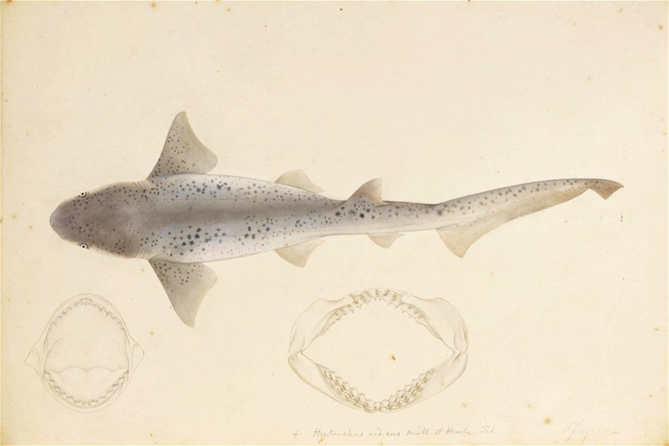 Naturalis Biodiversity Center - RMNH.ART.252 - Notorynchus cepedianus - Kawahara Keiga - 1823 - 1829 - Siebold Collection - pencil drawing - water colour