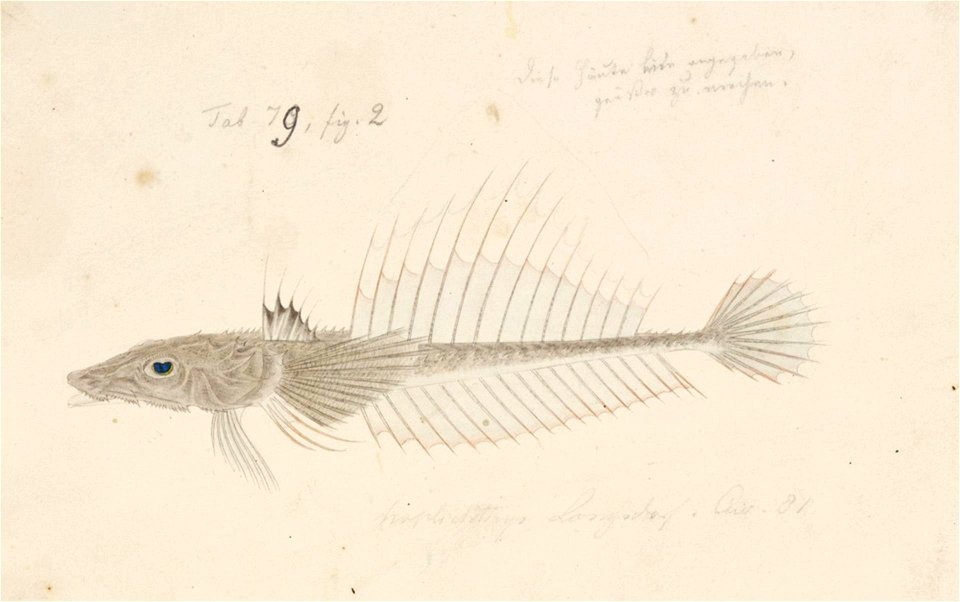 Naturalis Biodiversity Center - RMNH.ART.236 - Hoplichthys langsdorfii Cuvier - Kawahara Keiga - 1823 - 1829 - Siebold Collection - pencil drawing - water colour