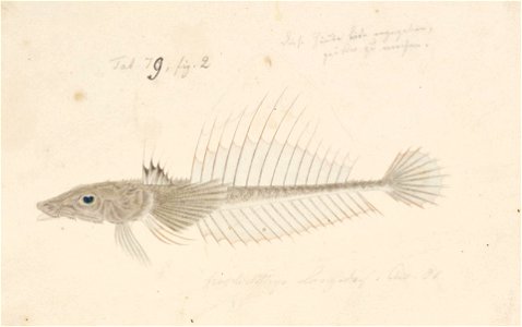 Naturalis Biodiversity Center - RMNH.ART.236 - Hoplichthys langsdorfii Cuvier - Kawahara Keiga - 1823 - 1829 - Siebold Collection - pencil drawing - water colour