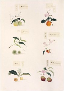 Naturalis Biodiversity Center - RMNH.ART.277 - Prunus mume-Prunus armeniaca-Castanea crenata-Prunus japonica-Eriobotrya japonica-Kawahara Keiga-1823-1829 - Siebold Collection - pencil drawing-water colour