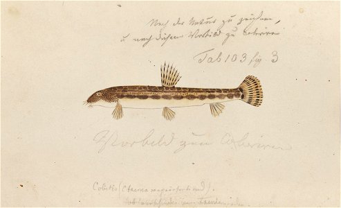Naturalis Biodiversity Center - RMNH.ART.142 - Cobitis taenia taenia Linnaeus - Kawahara Keiga - 1823 - 1829 - Siebold Collection - pencil drawing - water colour