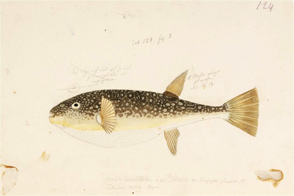 Naturalis Biodiversity Center - RMNH.ART.170 - Takifugu poecilonotus (Temminck and Schlegel) - Kawahara Keiga - 1823 - 1829 - Siebold Collection - pencil drawing - water colour