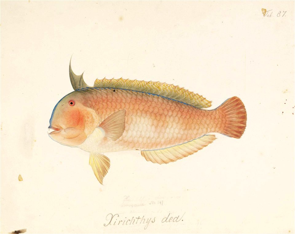 Naturalis Biodiversity Center - RMNH.ART.25 - Iniistius dea (Temminck and Schlegel) - Kawahara Keiga - 1823 - 1829 - Siebold Collection - pencil drawing - water colour