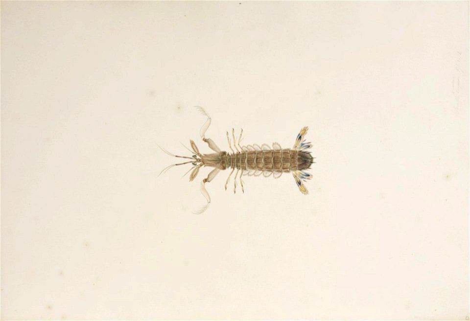 Naturalis Biodiversity Center - RMNH.ART.26 - Oratosquilla oratoria - Kawahara Keiga - 1823 - 1829 - Siebold Collection - pencil drawing - water colour