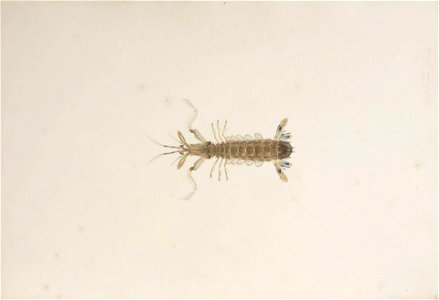 Naturalis Biodiversity Center - RMNH.ART.26 - Oratosquilla oratoria - Kawahara Keiga - 1823 - 1829 - Siebold Collection - pencil drawing - water colour