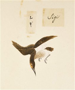 Naturalis Biodiversity Center - RMNH.ART.378 - Calidris tenuirostris - Kawahara Keiga - 1823 - 1829 - Siebold Collection - pencil drawing - water colour. Free illustration for personal and commercial use.