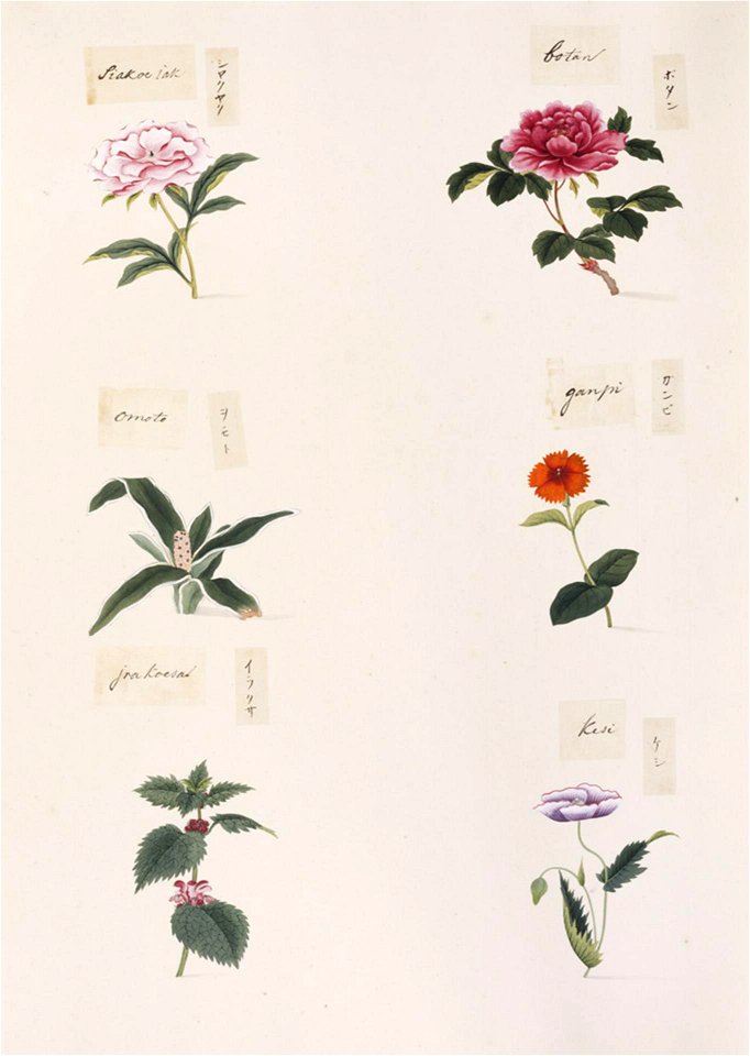 Naturalis Biodiversity Center - RMNH.ART.285-Urtica thunbergiana-Papaver somniferum-Paeonia suffruticosa-Paeonia lactiflora-Rohdea japonica-Diplomorpha sikokiana-Kawahara Keiga-1823-1829-Siebold Collection-pencil drawing-water colour