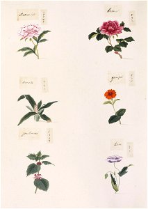 Naturalis Biodiversity Center - RMNH.ART.285-Urtica thunbergiana-Papaver somniferum-Paeonia suffruticosa-Paeonia lactiflora-Rohdea japonica-Diplomorpha sikokiana-Kawahara Keiga-1823-1829-Siebold Collection-pencil drawing-water colour