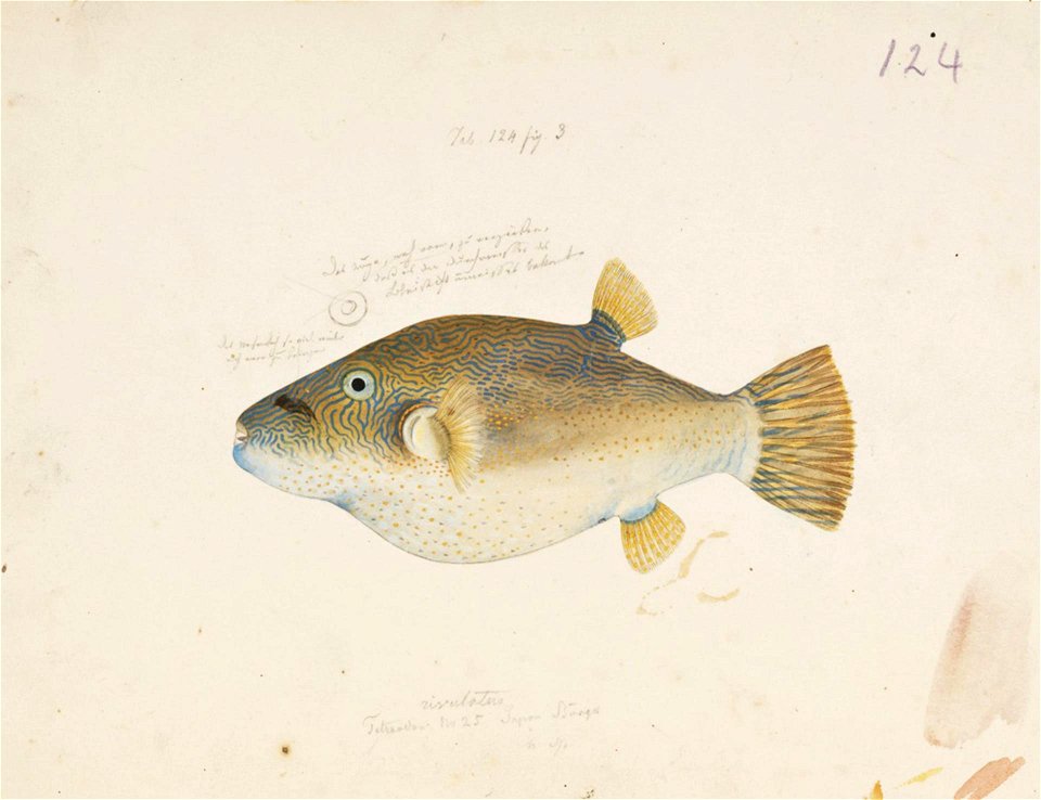 Naturalis Biodiversity Center - RMNH.ART.171 - Canthigaster rivulata (Temminck and Schlegel) - Kawahara Keiga - 1823 - 1829 - Siebold Collection - pencil drawing - water colour
