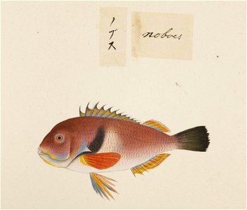 Naturalis Biodiversity Center - RMNH.ART.487 - Choerodon azurio - Kawahara Keiga - 1823 - 1829 - Siebold Collection - pencil drawing - water colour