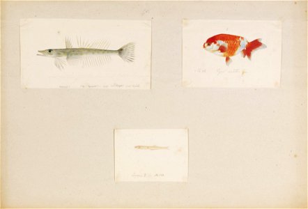 Naturalis Biodiversity Center - RMNH.ART.267 - Bembrops sp. - Carassius auratus var. Osaka-Ranchu - cf. Salanx-Neosalanx - Kawahara Keiga - 1823 - 1829 - Siebold Collection - pencil drawing - water colour