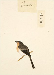 Naturalis Biodiversity Center - RMNH.ART.422 - Aegithalos caudatus - Kawahara Keiga - 1823 - 1829 - Siebold Collection - pencil drawing - water colour