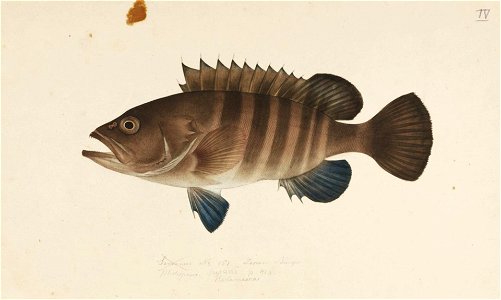Naturalis Biodiversity Center - RMNH.ART.498 - Epinephelus septemfasciatus - Kawahara Keiga - 1823 - 1829 - Siebold Collection - pencil drawing - water colour
