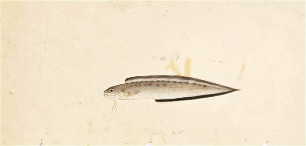 Naturalis Biodiversity Center - RMNH.ART.156 - Sirembo imberbis (Temminck and Schlegel) - Kawahara Keiga - 1823 - 1829 - Siebold Collection - pencil drawing - water colour