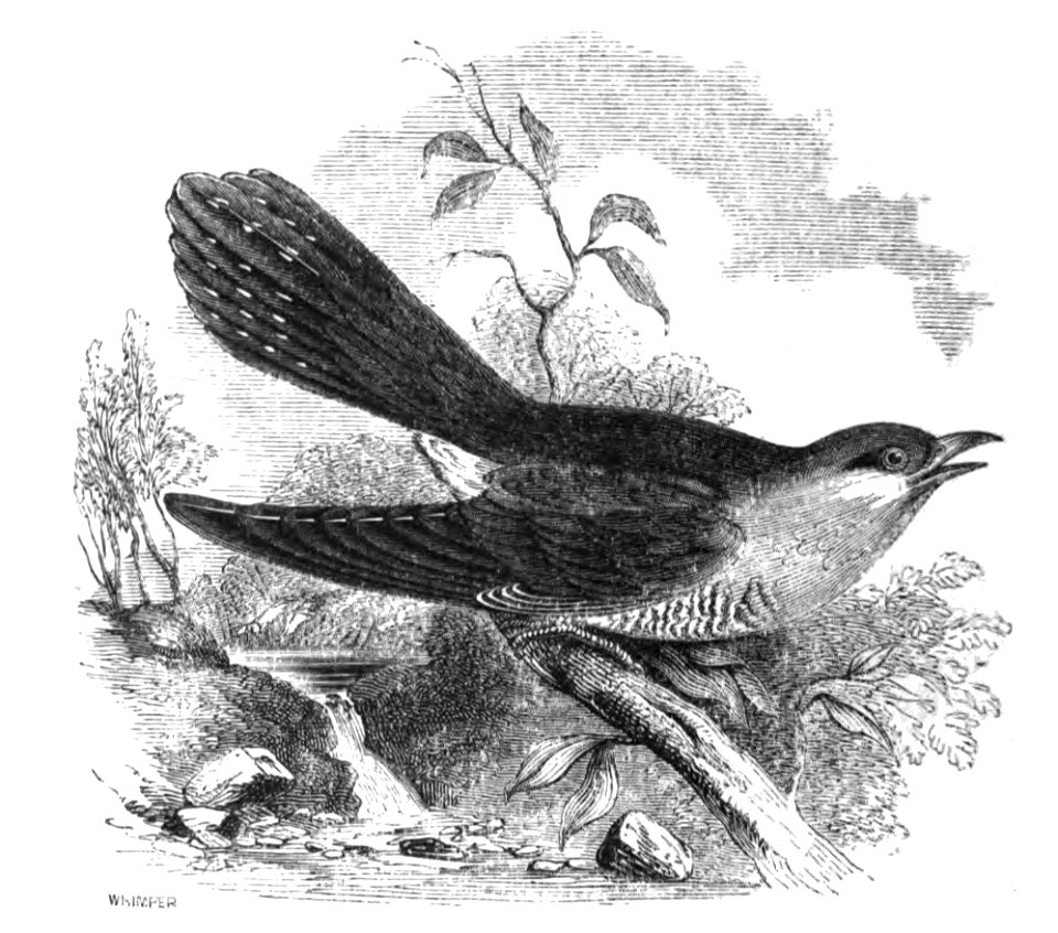 Natural History, Birds - Cuckoo