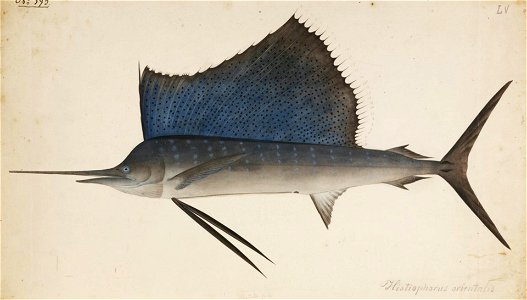 Naturalis Biodiversity Center - RMNH.ART.194 - Istiophorus platypterus (Shaw and Nodder) - Kawahara Keiga - 1823 - 1829 - Siebold Collection - pencil drawing - water colour