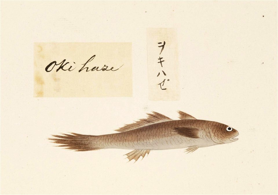 Naturalis Biodiversity Center - RMNH.ART.508 - Unidentified fish - Kawahara Keiga - 1823 - 1829 - Siebold Collection - pencil drawing - water colour