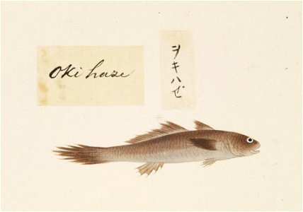 Naturalis Biodiversity Center - RMNH.ART.508 - Unidentified fish - Kawahara Keiga - 1823 - 1829 - Siebold Collection - pencil drawing - water colour
