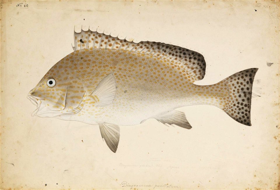 Naturalis Biodiversity Center - RMNH.ART.189 - Gaterin pictus (Thunberg) - Kawahara Keiga - 1823 - 1829 - Siebold Collection - pencil drawing - water colour