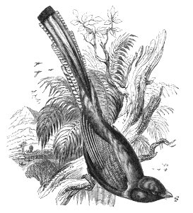 Natural History, Birds - Graceful Trogon