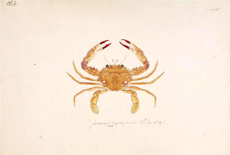 Naturalis Biodiversity Center - RMNH.ART.4 - Charybdis riversandersoni - Kawahara Keiga - 1823 - 1829 - Siebold Collection - pencil drawing - - water colour