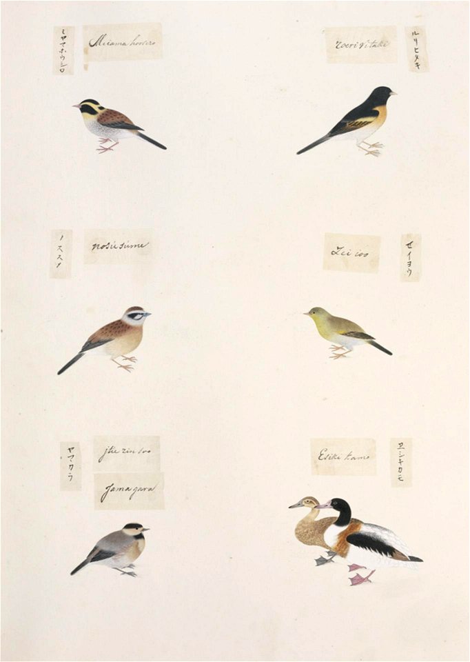 Naturalis Biodiversity Center - RMNH.ART.303 - Emberiza elegans - Emberiza cioides - Parus varius - Tadorna tadorna - Tarsiger cyanurus - indet - Kawahara Keiga - 1823 - 1829 - Siebold Collection - pencil drawing - water colour