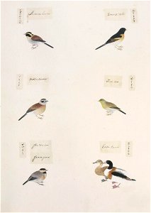 Naturalis Biodiversity Center - RMNH.ART.303 - Emberiza elegans - Emberiza cioides - Parus varius - Tadorna tadorna - Tarsiger cyanurus - indet - Kawahara Keiga - 1823 - 1829 - Siebold Collection - pencil drawing - water colour