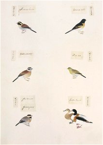 Naturalis Biodiversity Center - RMNH.ART.303 - Emberiza elegans - Emberiza cioides - Parus varius - Tadorna tadorna - Tarsiger cyanurus - indet - Kawahara Keiga - 1823 - 1829 - Siebold Collection - pencil drawing - water colour. Free illustration for personal and commercial use.