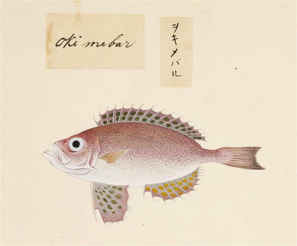 Naturalis Biodiversity Center - RMNH.ART.519 - A species of Priacanthus - Kawahara Keiga - 1823 - 1829 - Siebold Collection - pencil drawing - water colour