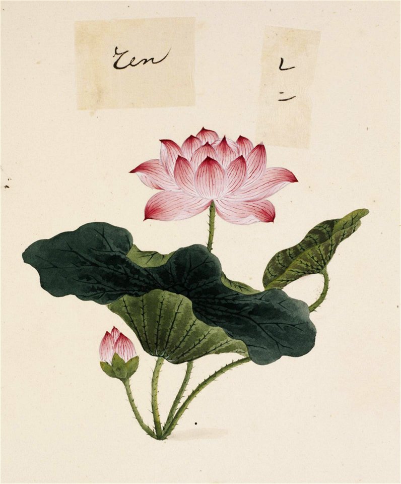 Naturalis Biodiversity Center - RMNH.ART.696 - Nelumbo nucifera - Kawahara Keiga - 1823 - 1829 - Siebold Collection - pencil drawing - water colour