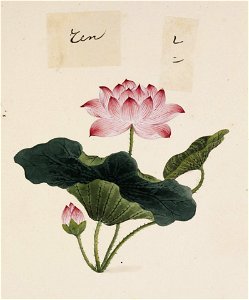 Naturalis Biodiversity Center - RMNH.ART.696 - Nelumbo nucifera - Kawahara Keiga - 1823 - 1829 - Siebold Collection - pencil drawing - water colour