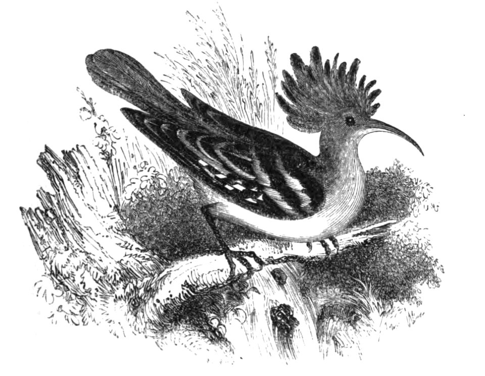 Natural History, Birds - Hoopoe