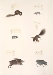Naturalis Biodiversity Center - RMNH.ART.292 - Suncus murinus - Kawahara Keiga - 1823 - 1829 - Siebold Collection - pencil drawing - water colour