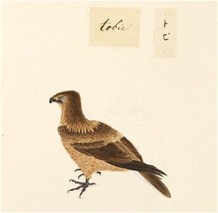 Naturalis Biodiversity Center - RMNH.ART.449 - Milvus migrans - Kawahara Keiga - 1823 - 1829 - Siebold Collection - pencil drawing - water colour