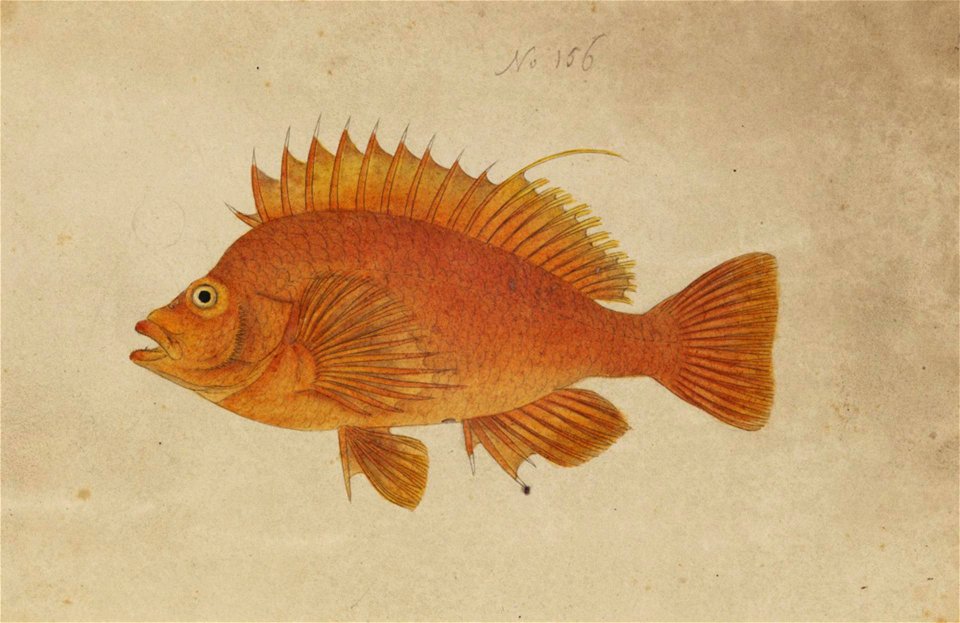 Naturalis Biodiversity Center - RMNH.ART.217 - Cirrhitichthys aureus (Temminck and Schlegel) - Kawahara Keiga - 1823 - 1829 - Siebold Collection - pencil drawing - water colour