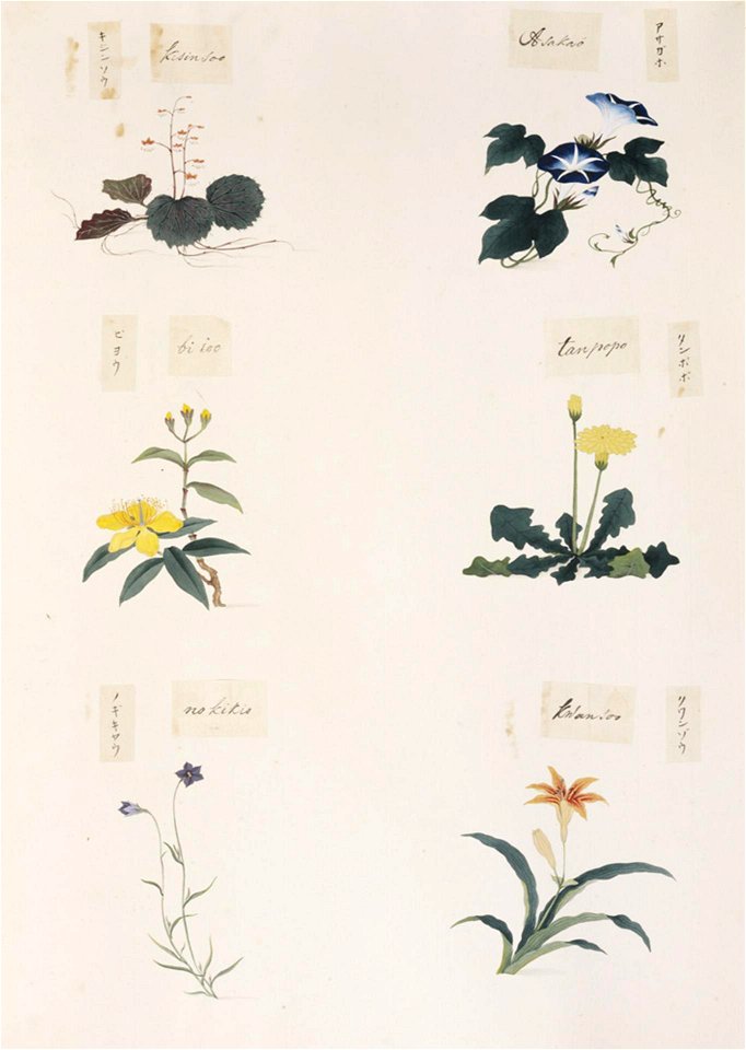 Naturalis Biodiversity Center - RMNH.ART.282 - Taraxacum sp. - Ipomoea nil - indets - Kawahara Keiga - 1823 - 1829 - Siebold Collection - pencil drawing - water colour