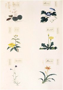Naturalis Biodiversity Center - RMNH.ART.282 - Taraxacum sp. - Ipomoea nil - indets - Kawahara Keiga - 1823 - 1829 - Siebold Collection - pencil drawing - water colour