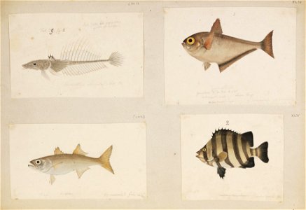 Naturalis Biodiversity Center - RMNH.ART.205 - Scombrops boops - Hoplichthys langsdorfii - Oplegnathus fasciatus - Pempheris xanthopterus - Kawahara Keiga - 1823 - 1829 - Siebold Collection - pencil drawing - water colour