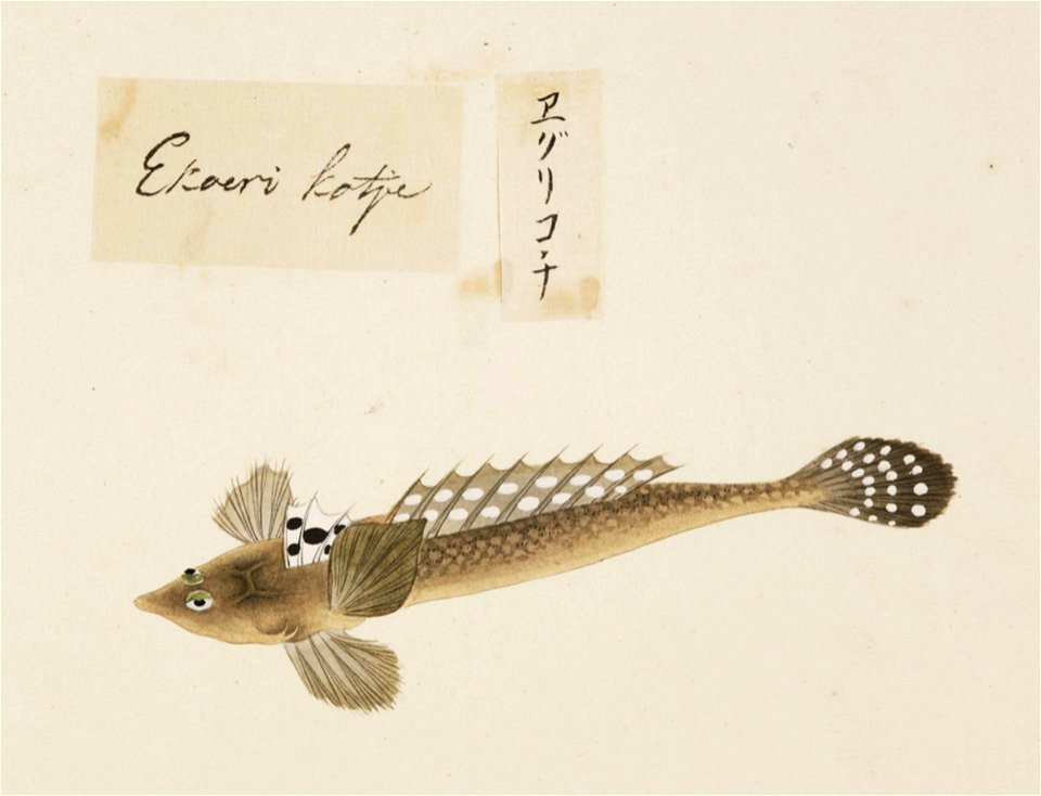 Naturalis Biodiversity Center - RMNH.ART.534 - Callionymus valenciennei - Kawahara Keiga - 1823 - 1829 - Siebold Collection - pencil drawing - water colour