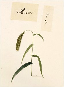 Naturalis Biodiversity Center - RMNH.ART.713 - Setaria italica Beauvois - Kawahara Keiga - 1823 - 1829 - Siebold Collection - pencil drawing - water colour