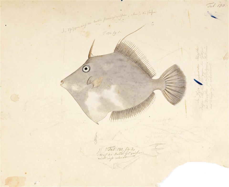 Naturalis Biodiversity Center - RMNH.ART.181 - Stephanolepis cirrhifer (Temminck and Schlegel) - Kawahara Keiga - 1823 - 1829 - Siebold Collection - pencil drawing - water colour