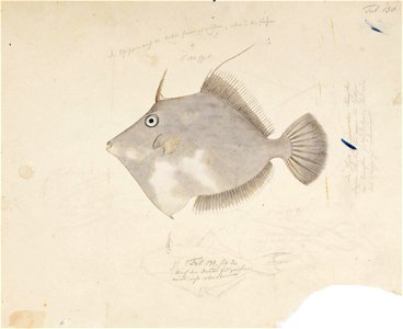 Naturalis Biodiversity Center - RMNH.ART.181 - Stephanolepis cirrhifer (Temminck and Schlegel) - Kawahara Keiga - 1823 - 1829 - Siebold Collection - pencil drawing - water colour