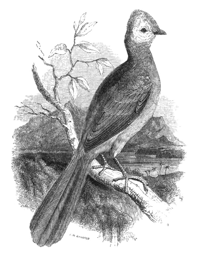 Natural History, Birds - Touraco