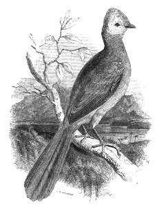 Natural History, Birds - Touraco