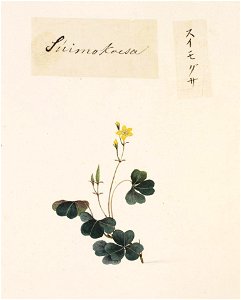 Naturalis Biodiversity Center - RMNH.ART.785 - Oxalis corniculata - Kawahara Keiga - 1823 - 1829 - Siebold Collection - pencil drawing - water colour